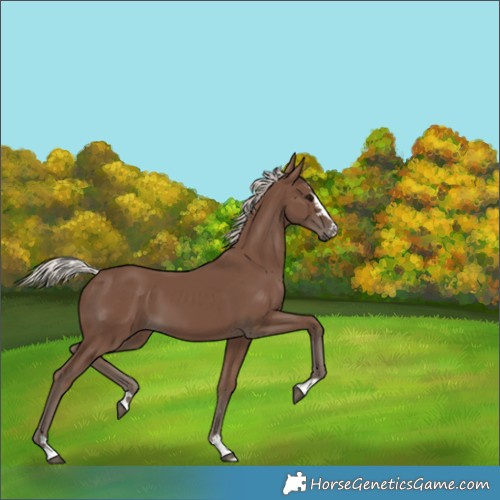 Horse Color:Silver Black 