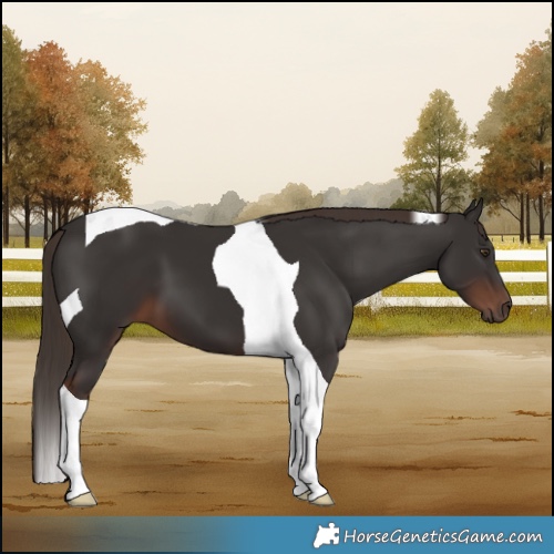 Horse Color:Liver Chestnut Tobiano 