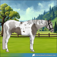 Horse Color:Silver Smoky Black Tobiano 