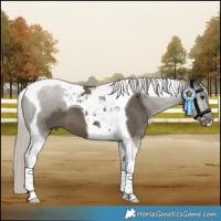 Horse Color:Silver Smoky Black Tobiano 