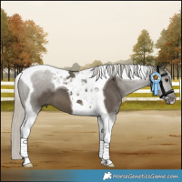 Horse Color:Silver Smoky Black Tobiano