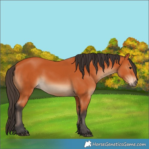 Horse Color:Bay Rabicano