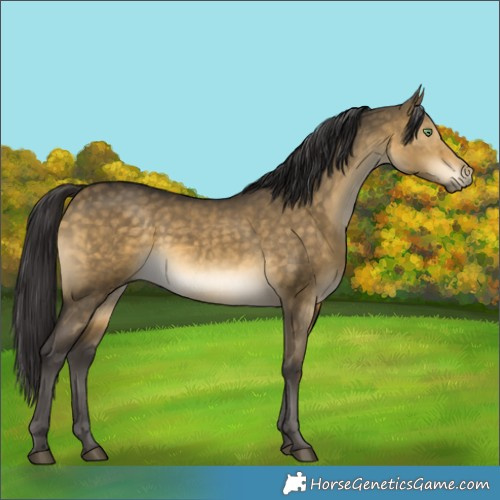 Horse Color:Buckskin Dun