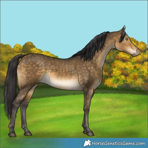 Horse Color:Buckskin Dun 