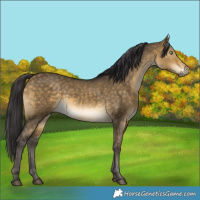 Horse Color:Buckskin Dun 