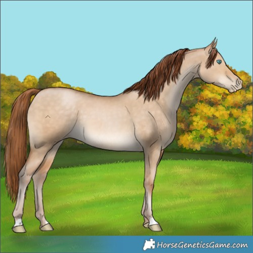 Horse Color:Buckskin Pearl Dun 