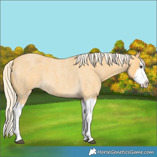 Horse Color:Palomino Roan Splash 