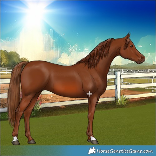 Horse Color:Chestnut 