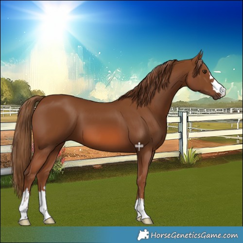 Horse Color:Chestnut 