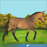 Horse Color:Buckskin 