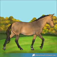 Horse Color:Buckskin 