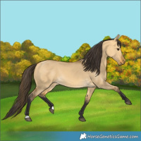 Horse Color:Buckskin Dun 