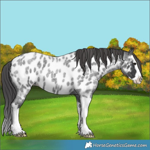 Horse Color:Blue Roan Splash Near Leopard 