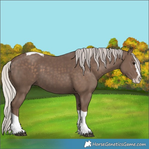 Horse Color:Silver Black Splash Tobiano