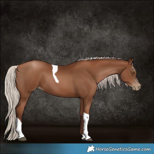 Horse Color:Gray Silver Black Pearl Tobiano 