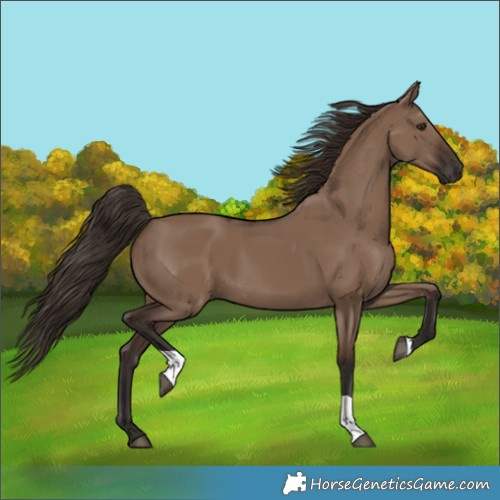Horse Color:Liver Red Dun Tobiano