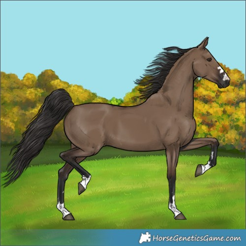 Horse Color:Liver Red Dun 