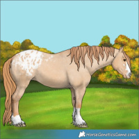 Horse Color:Red Dun Appaloosa 