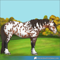 Horse Color:Bay Appaloosa 