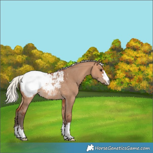 Horse Color:Silver Bay Dun Snowcap Rabicano 