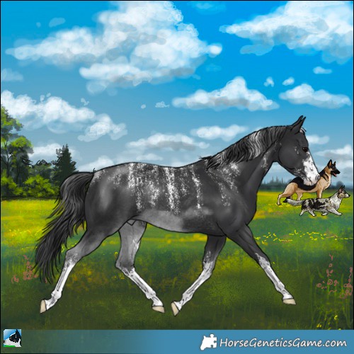 Horse Color:Powder White White Spotted Black Rabicano 