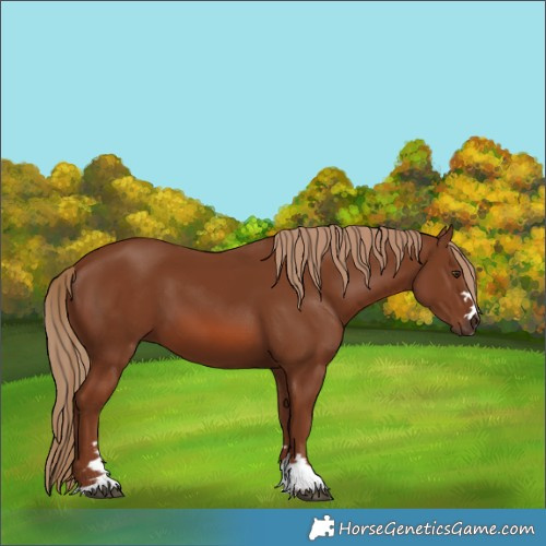 Horse Color:Chestnut 