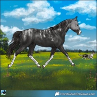 Horse Color:Powder White White Spotted Liver Chestnut Rabicano