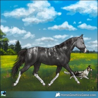 Horse Color:Powder White White Spotted Liver Chestnut Rabicano