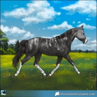 Horse Color:Powder White White Spotted Liver Chestnut Rabicano 