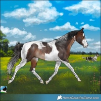 Horse Color:White Spotted Brown Tobiano Rabicano