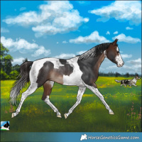 Horse Color:White Spotted Brown Tobiano Rabicano 