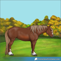 Horse Color:Chestnut 