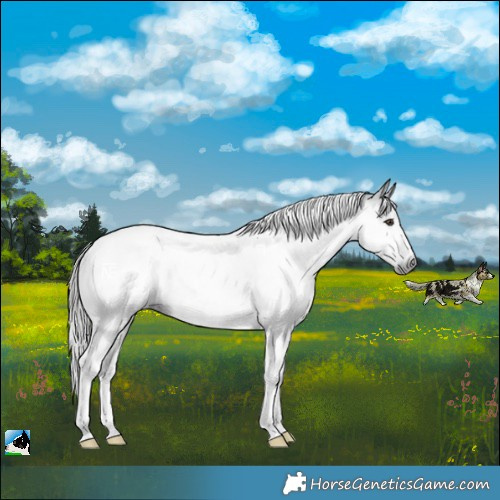 Horse Color:Gray Liver Chestnut Tobiano Rabicano