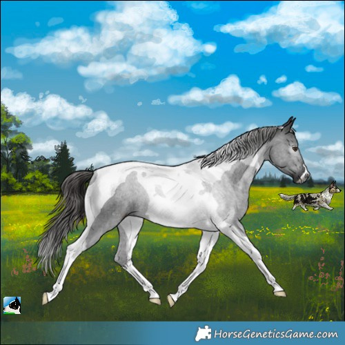 Horse Color:Gray Liver Chestnut Tobiano Rabicano 