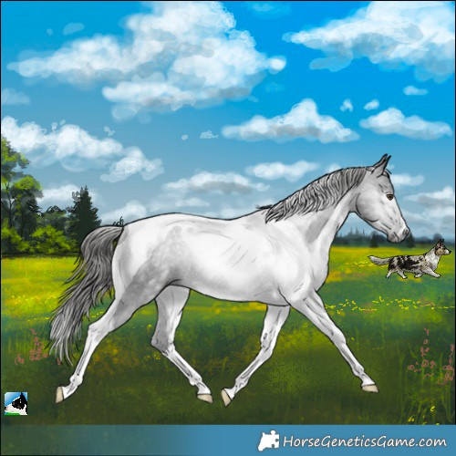Horse Color:Gray Liver Chestnut Tobiano Rabicano