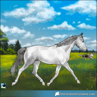 Horse Color:Gray Liver Chestnut Tobiano Rabicano