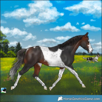 Horse Color:White Spotted Bay Tobiano Rabicano