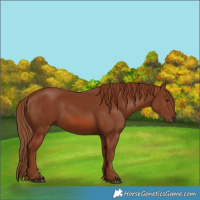 Horse Color:Chestnut 