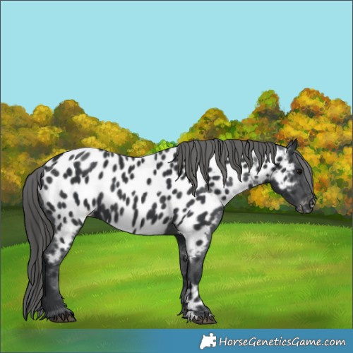 Horse Color:Black Appaloosa Rabicano 