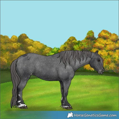 Horse Color:Black Appaloosa Rabicano 
