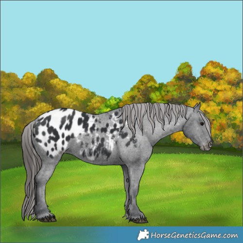 Horse Color:Black Appaloosa Rabicano 