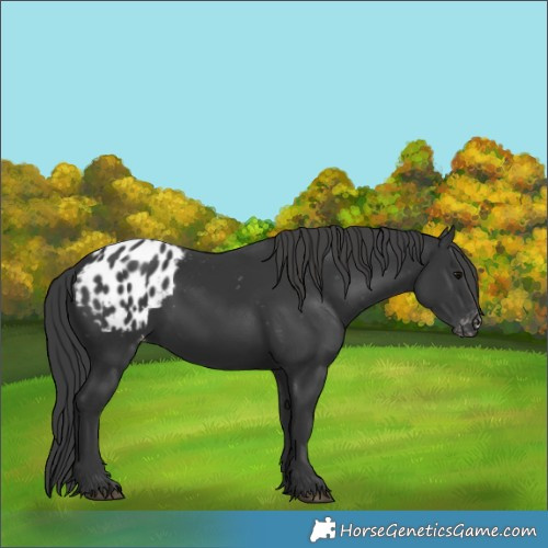 Horse Color:Black Appaloosa Rabicano 