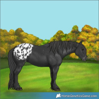 Horse Color:Black Blanket Rabicano 