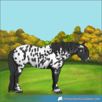 Horse Color:Black Appaloosa Rabicano 