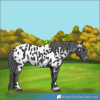 Horse Color:Black Near Leopard Rabicano 