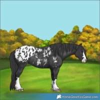 Horse Color:Black Appaloosa Rabicano