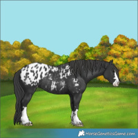 Horse Color:Black Appaloosa Rabicano 