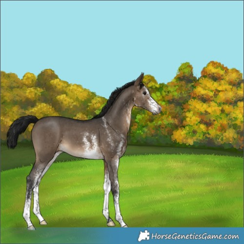 Horse Color:Gray White Spotted Brown Dun 