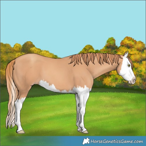 Horse Color:Gold Champagne Splash 