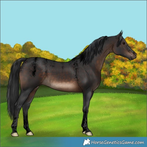 Horse Color:Powder White Void Brown Rabicano 